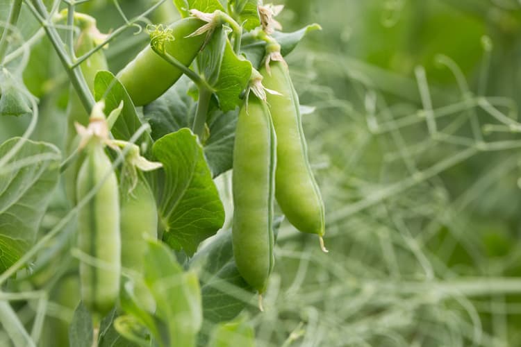 peas plant