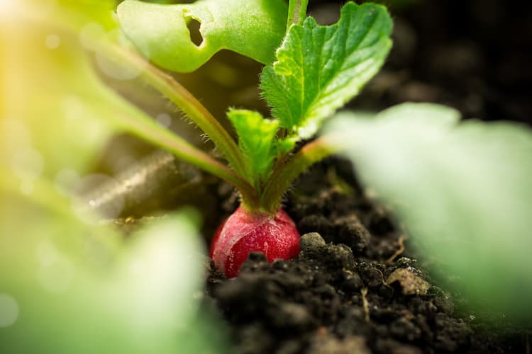 radish plant