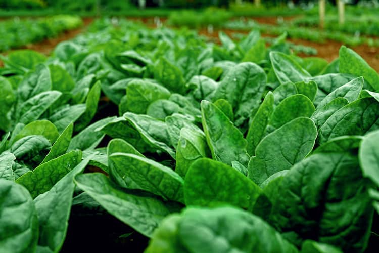 spinach plant