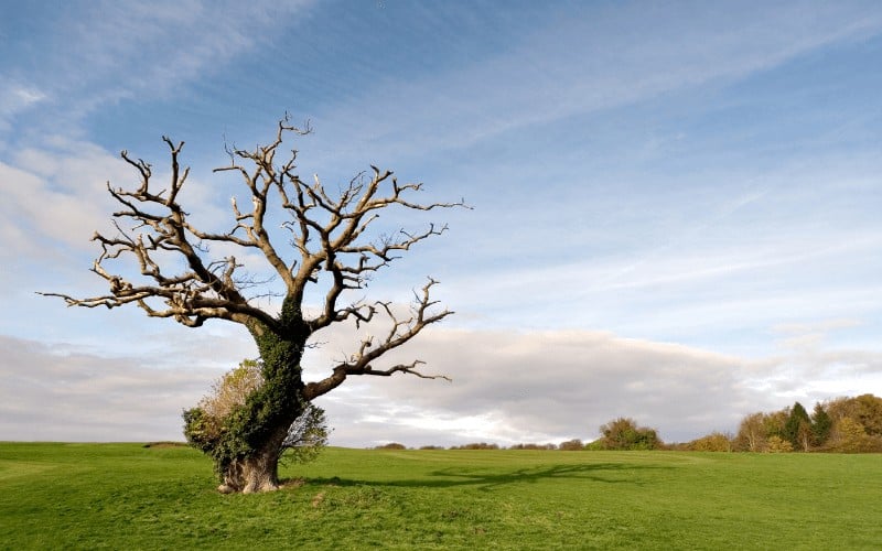 symptoms of a dying oak tree