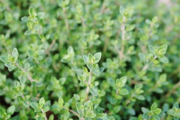 thyme plant