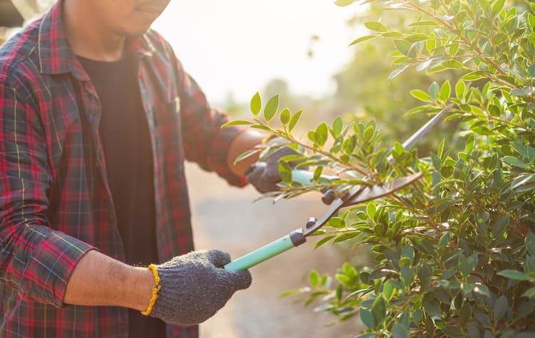 why you should prune your trees