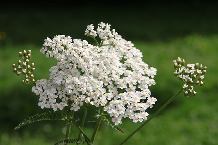 yarrow herb