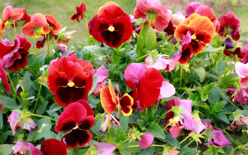 Are Pansies Safe for Cats