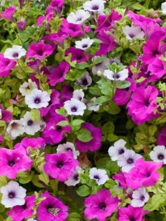 Are Petunia plant safe for Dogs