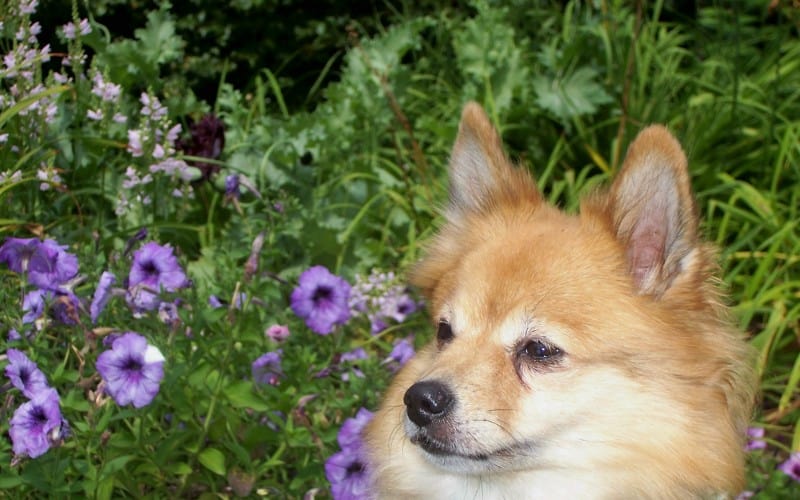 Are Petunias Poisonous to Dogs