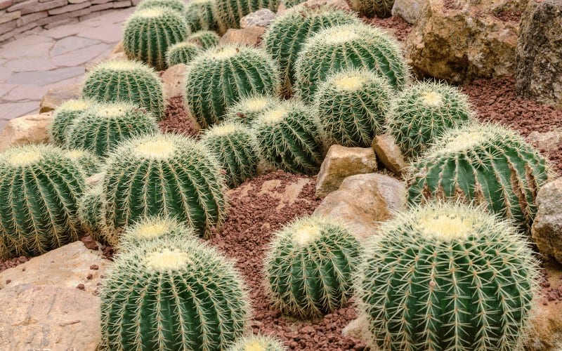 Barrel Cactus plant