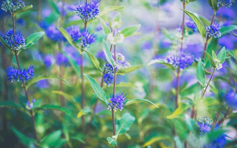 Blue Star Creeper and Blue Mist Spirea