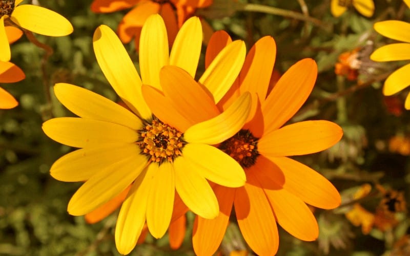 Blue star creeper and African Daisy