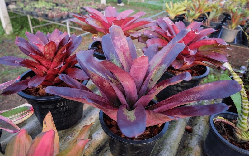 Bromeliads Plant