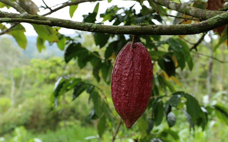 Cacao plant