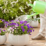 Can Overwatering Cause Problems To Pansies