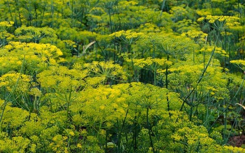 Can You Plant Dill and Parsley Together?