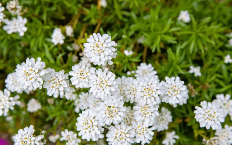 Candytuft