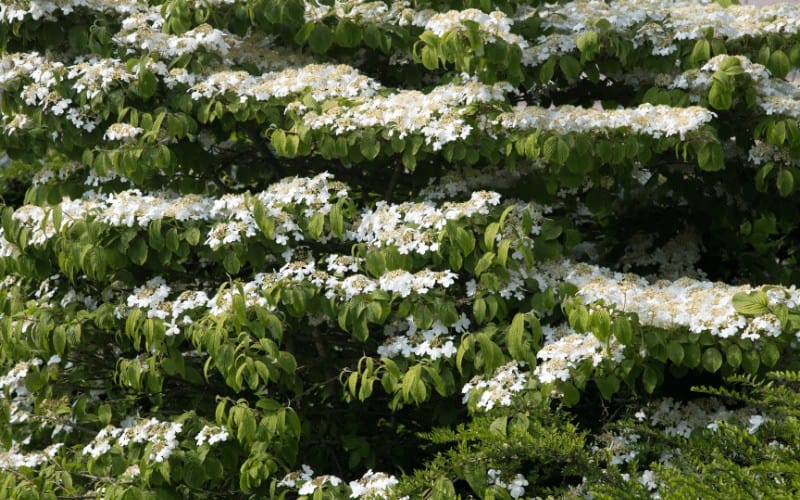 Chinese Snowball Bush