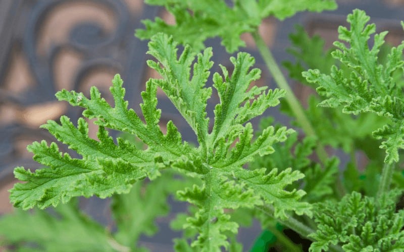 Citronella Plant Vs Lemongrass