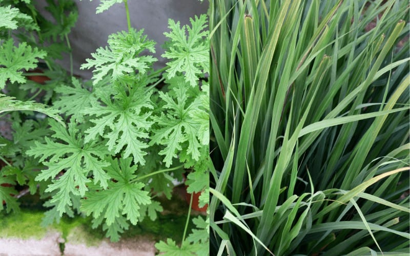 Citronella Plant and Lemongrass