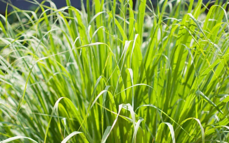 Citronella Plant or Lemongrass