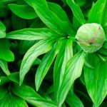 Common Problems With Peonies
