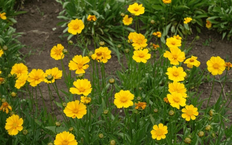 Coreopsis Plant