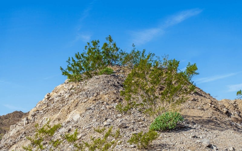 Creosote Bush