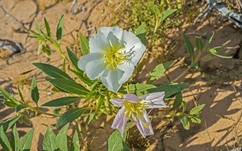 Dune Evening Primrose