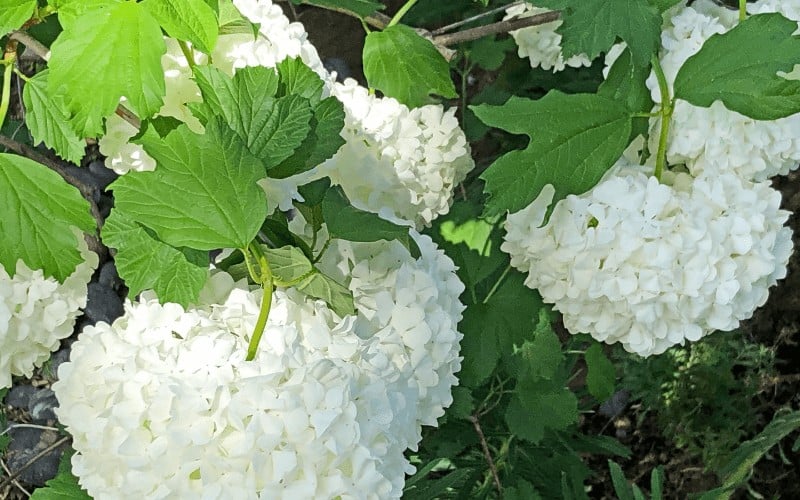 European Snowball Bush