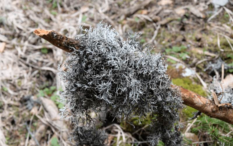 Foliar nematodes on peonies