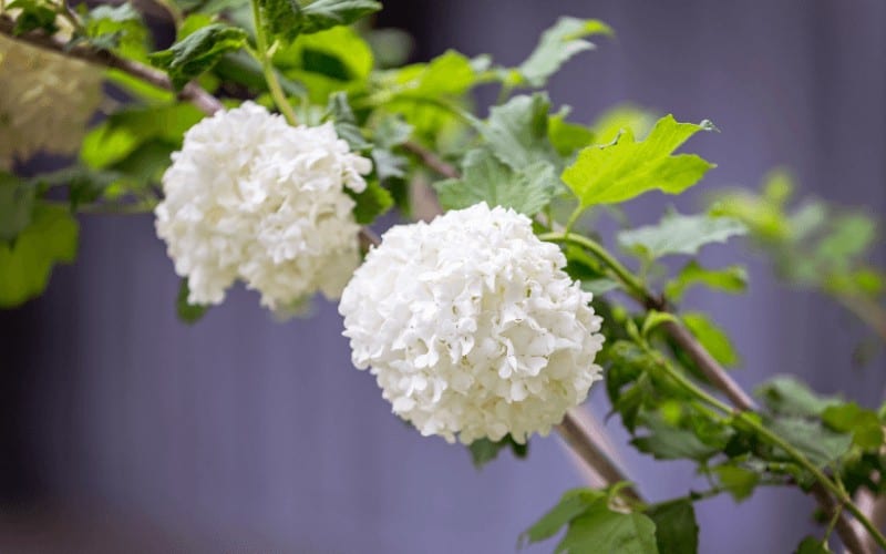 Fragrant Snowball Bush