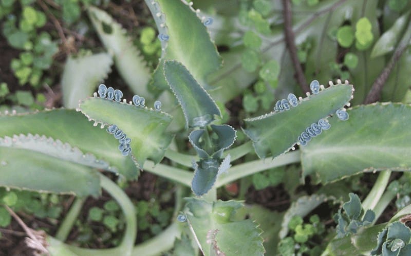 Ghost Plant