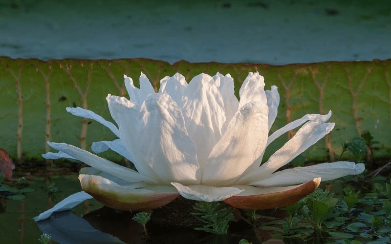 Giant Water Lilies
