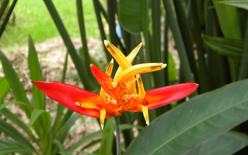 beautiful rainforest plants