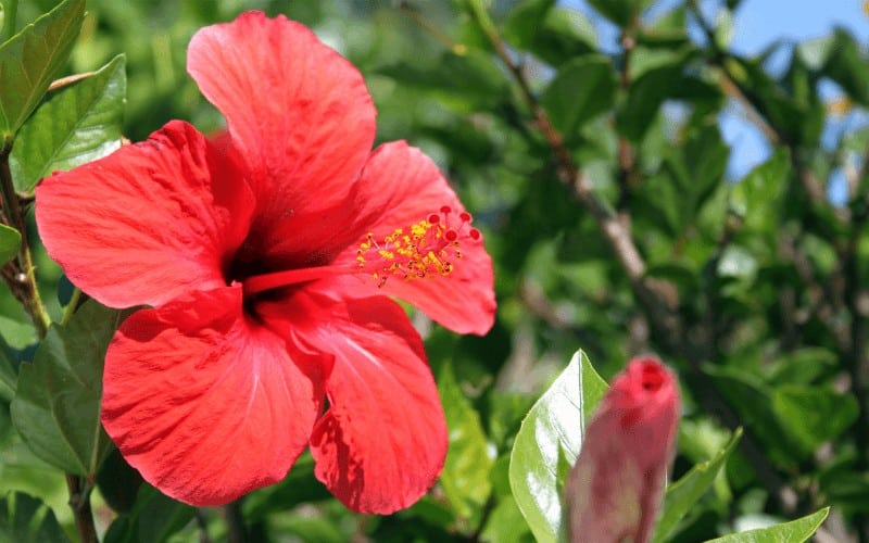 Hibiscus Plant