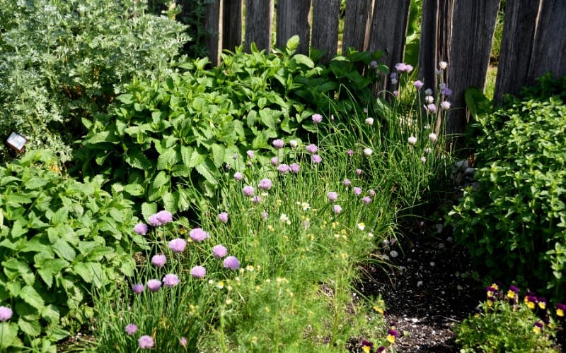 How Close Can You Plant Herbs Together in a garden