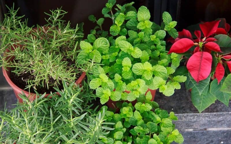 How Close Can You Plant Herbs Together?