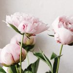 How Do You Prune Peonies After Flowering