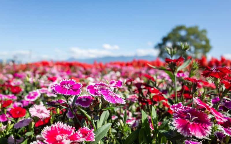 How Do You Treat Dianthus Poisoning