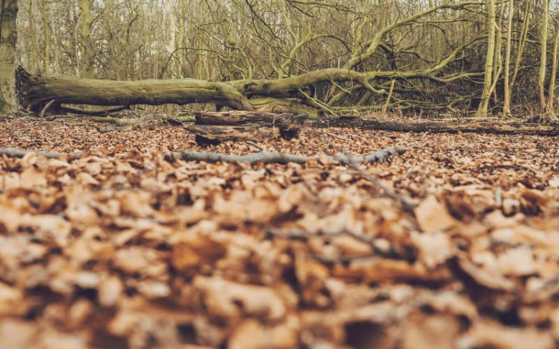 How Long Can a Dead Tree Remain Standing