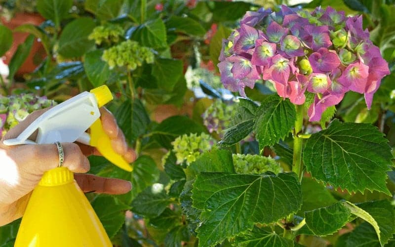 How Often Should You Water Hydrangeas