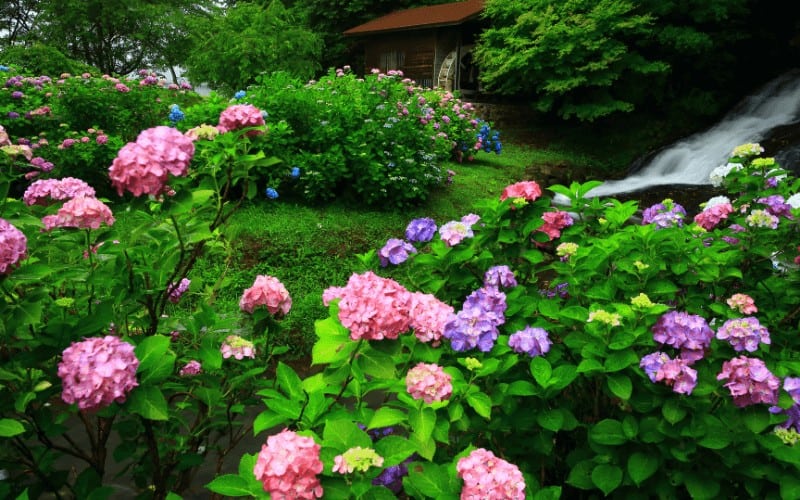 How Often Should You Water Hydrangeas?