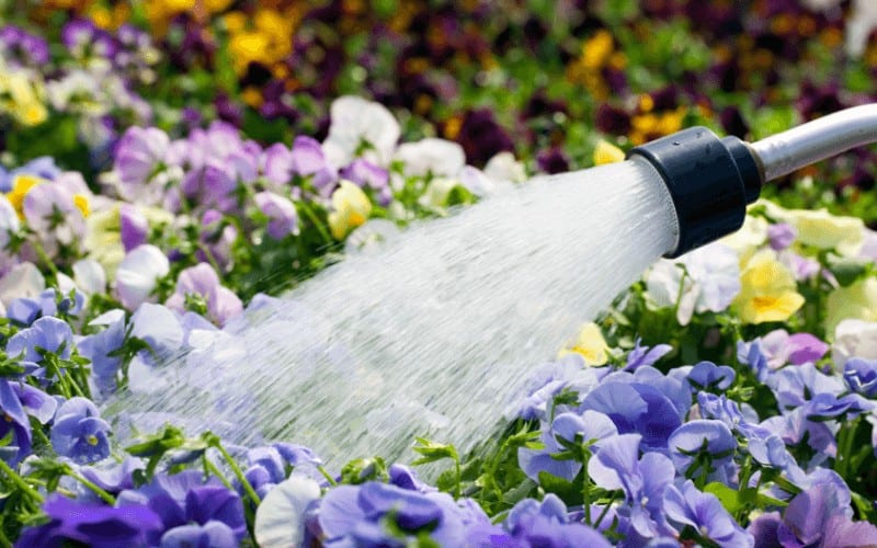 How Often should You Water Pansies