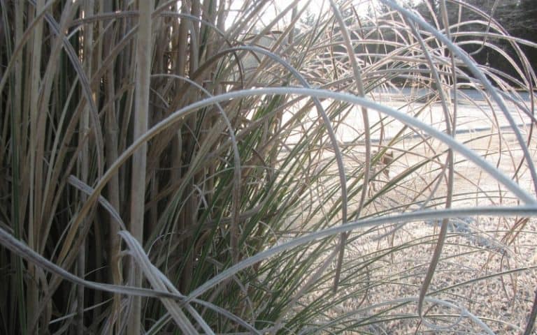 Does Spraying Plants With Water Prevent Frost Damage?