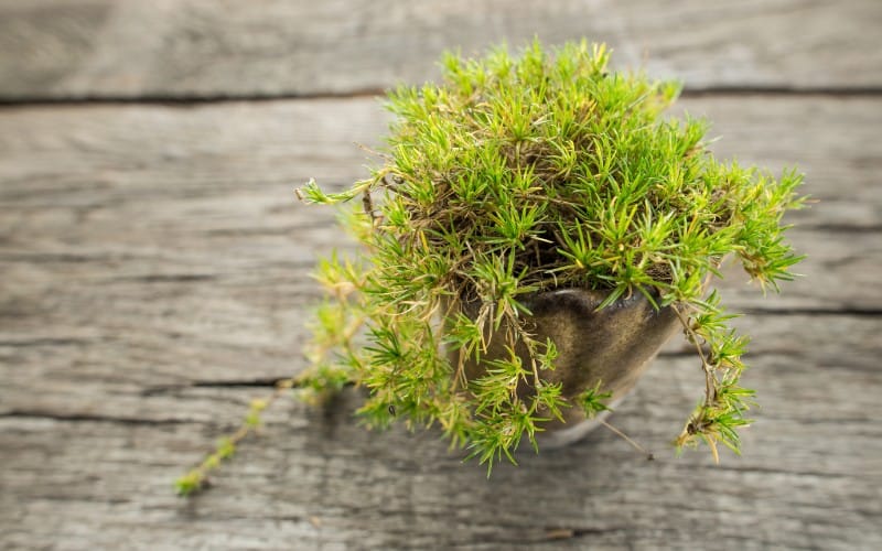 Como Cuidar para o Irish Moss Cobertura do Solo Planta