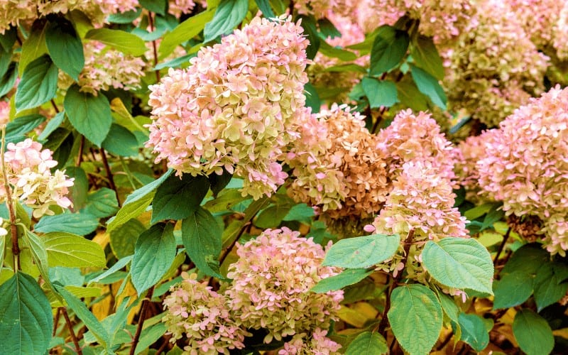 Hydrangea plant