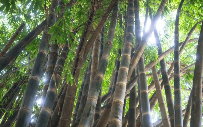 Indian Timber Bamboo