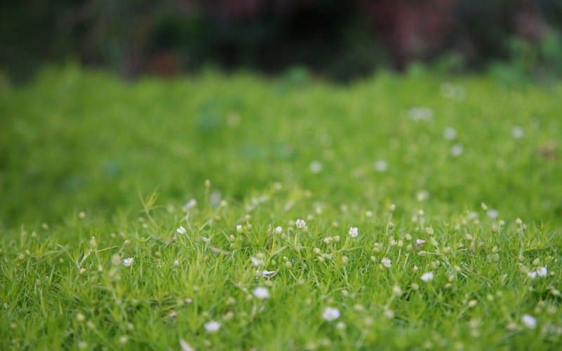 Cobertura Vegetal de Musgo Irlandés