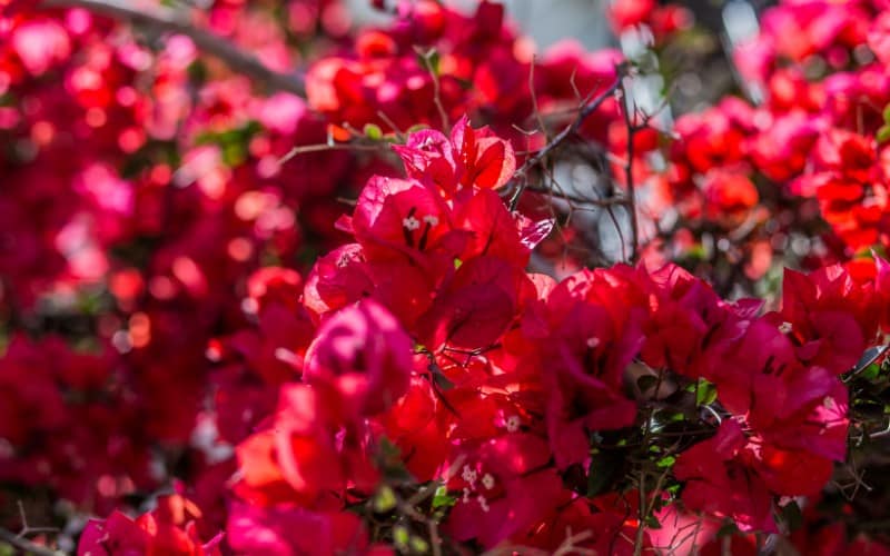 Is Bougainvillea Poisonous to Cats