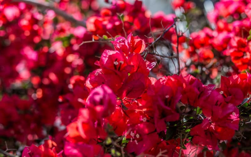 Is Bougainvillea Poisonous to Cats?