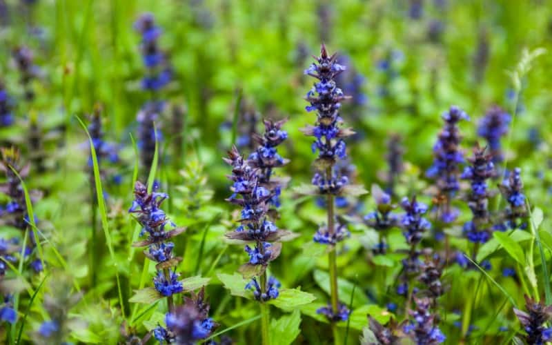 Is Bugleweed Toxic To Cats