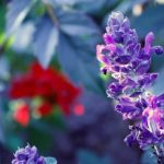 Is Bugleweed plant safe for Cats